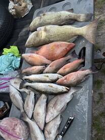 Bottom bite has been fire in the bay. 