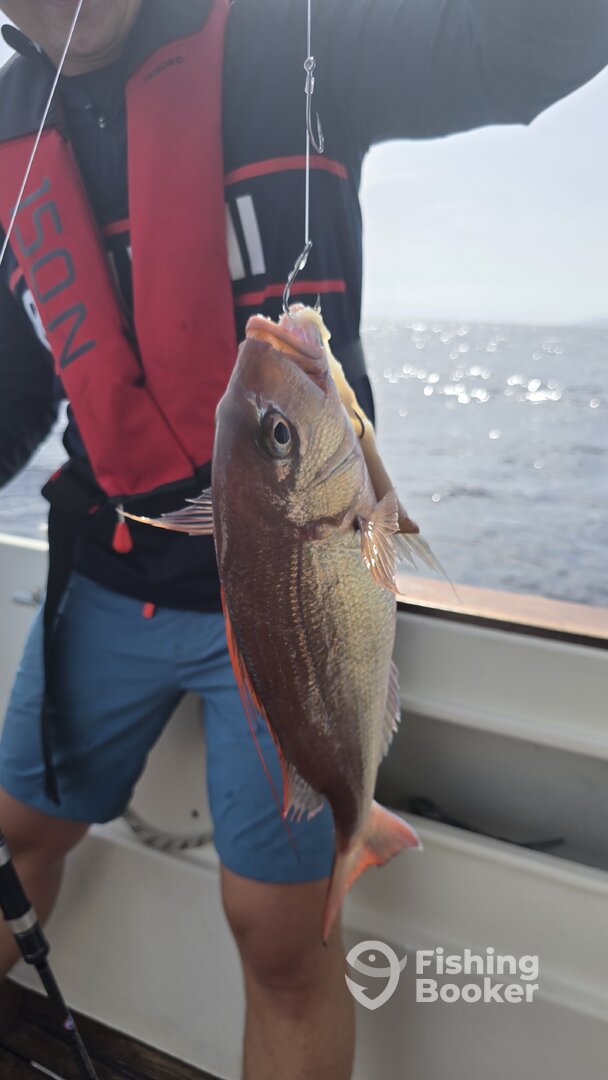 Madeira Report Photo 0