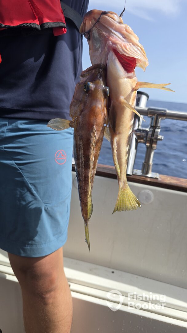 Machico Report Photo 0