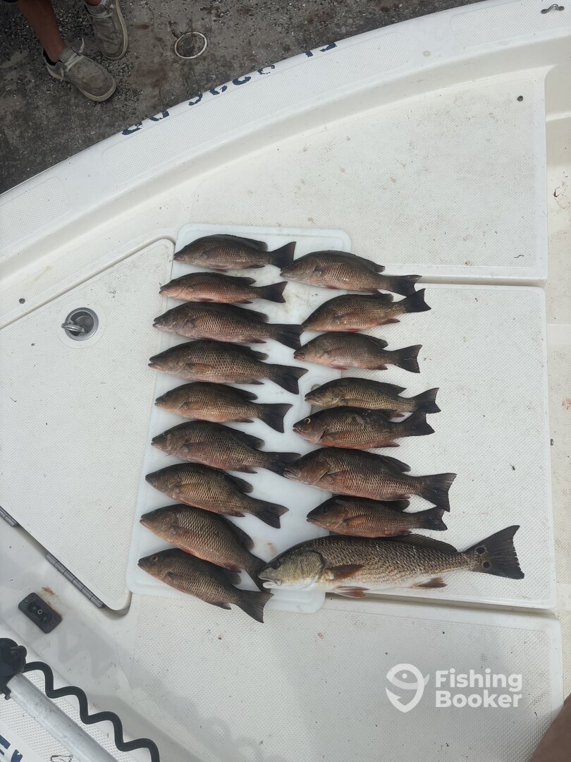 Punta Gorda Report Photo 0