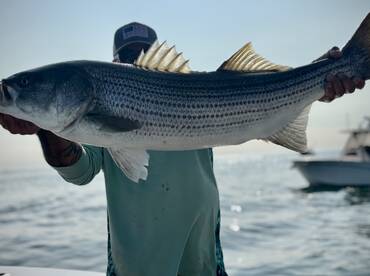 Stripers
