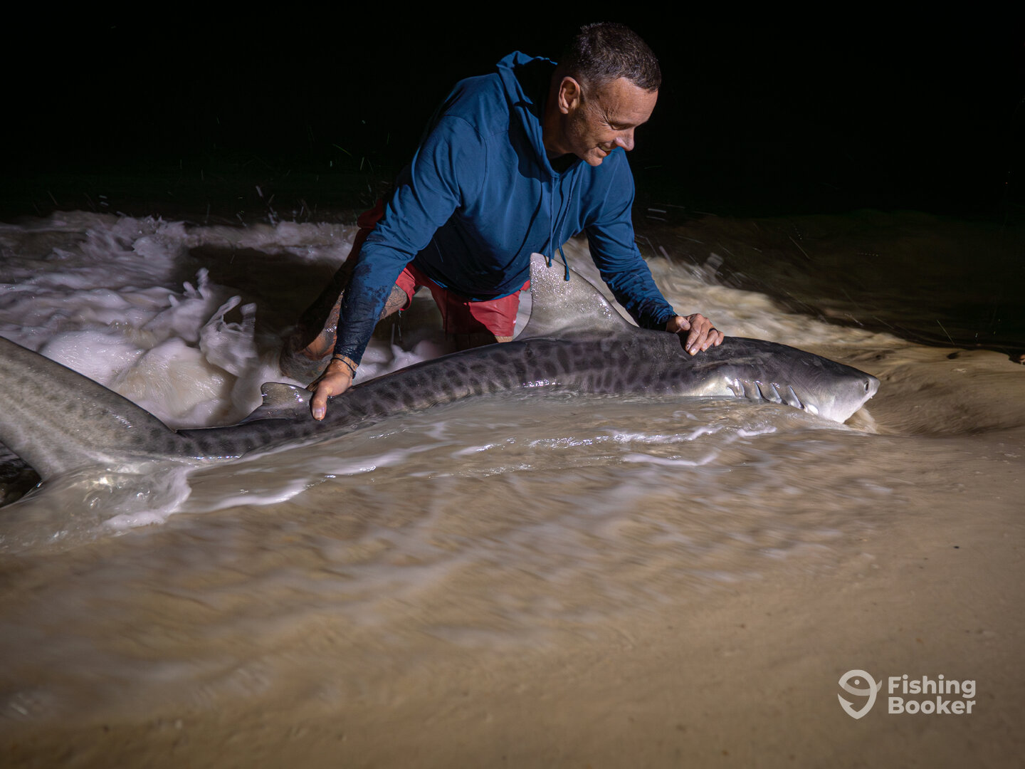 Tiger Shark the first of many for fall!