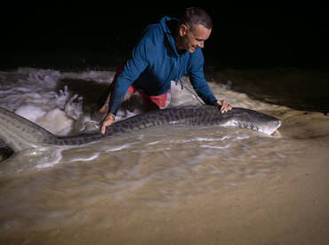Tiger Shark the first of many for fall!