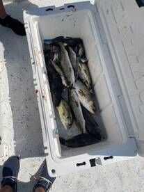 Steinhatchee Report Photo 2