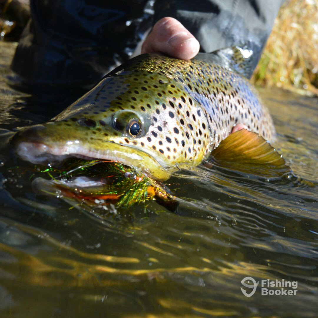 Big Hole River Report Photo 0