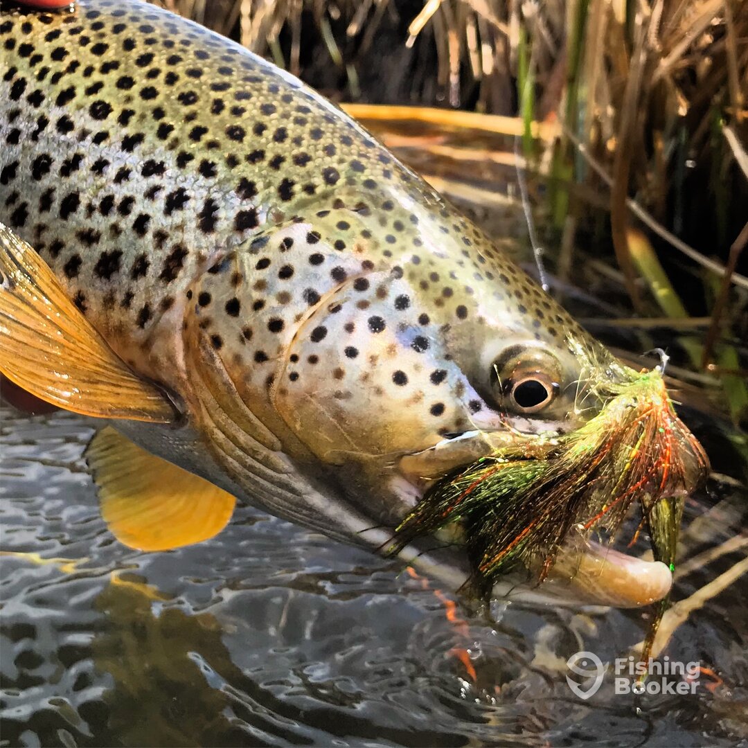 Montana Report Photo 0