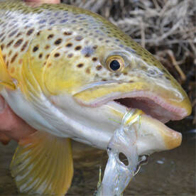 Yellowstone River Report Photo 1