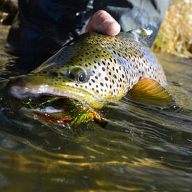 Yellowstone River Report Photo 3