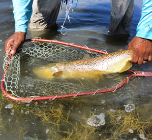 Montana Report Photo 1