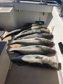 Montauk Report Photo 1