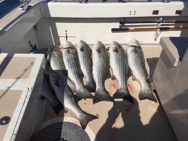 Montauk Report Photo 2