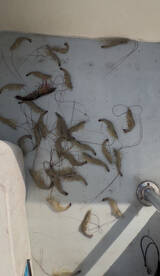 Sheepshead and black drum bite has been