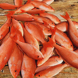 Destin Report Photo 1