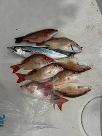 Nokomis Report Photo 1