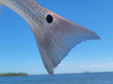 Bonita Springs Report Photo 2