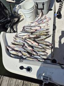 Lake Conroe Report Photo 2