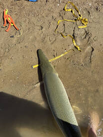 Wadsworth Report Photo 1