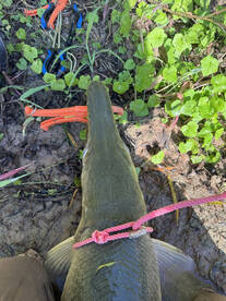 Wadsworth Report Photo 2