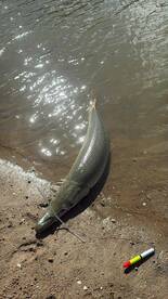 Matagorda Bay Report Photo 1