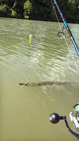 Lower colorado river tagging trip