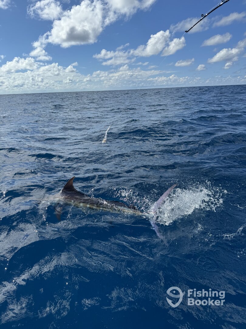 Fajardo Report Photo 0