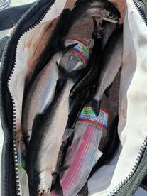 Hot Kokanee bite!