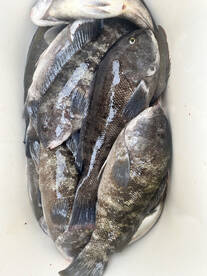 Buzzards Bay Report Photo 1