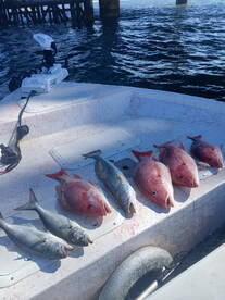 Gulf Shores Report Photo 2