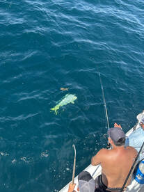 Epic!!’ Offshore Wreck Fishing Variety