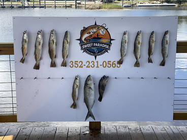 Steinhatchee Report Photo 2