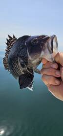Sea Bass season is coming up!