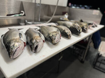 Silvers biting