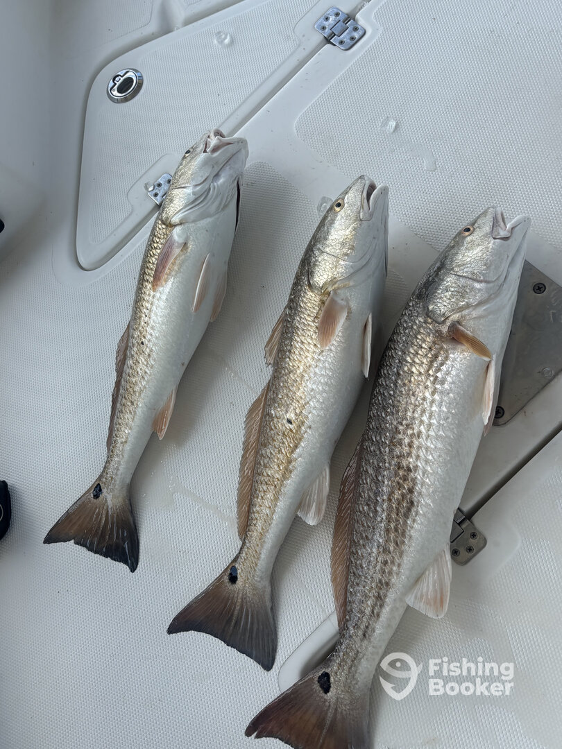 Texas Report Photo 0