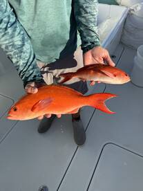 Lemon Bay Report Photo 1