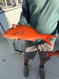 Lemon Bay Report Photo 4