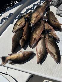 Punta Gorda Report Photo 2