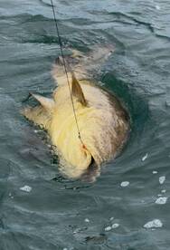 St. Petersburg Report Photo 2