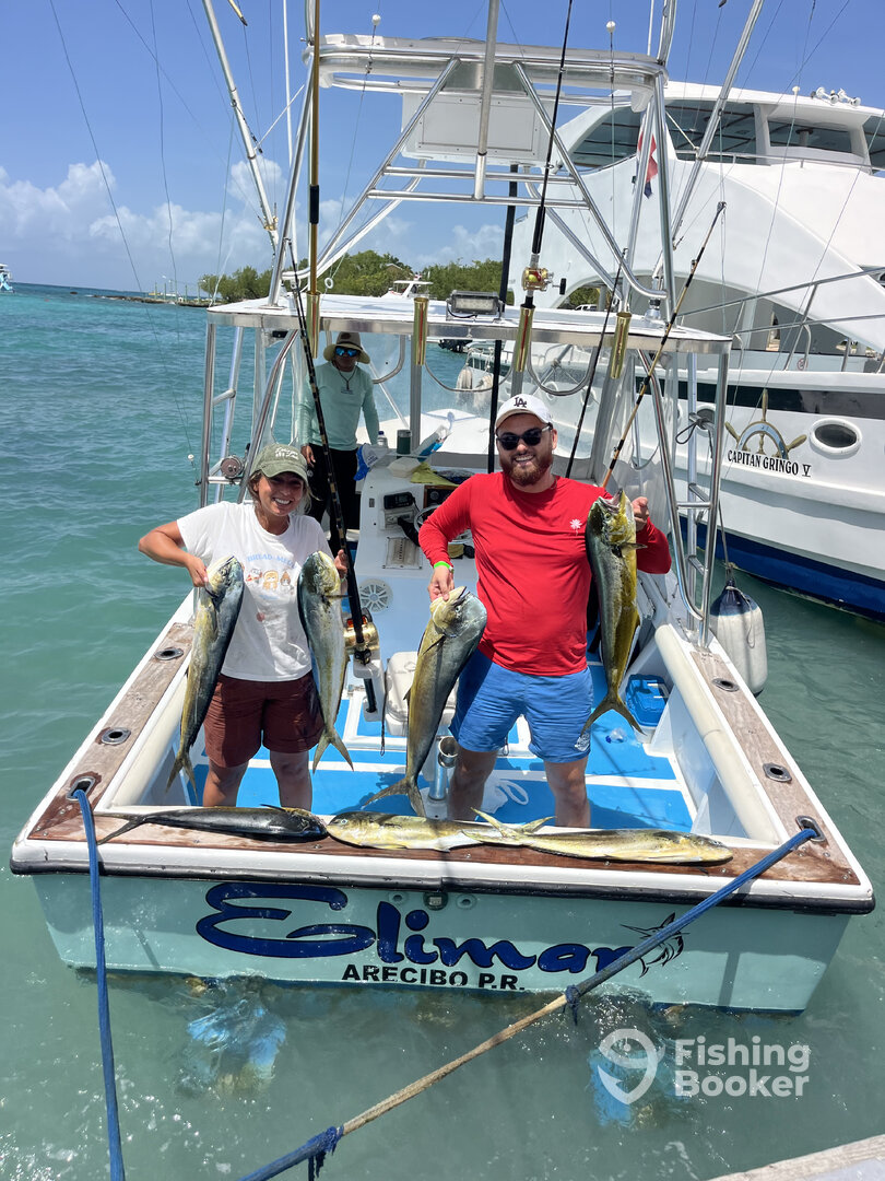 Dominicus Report Photo 0