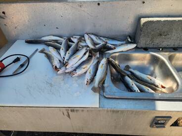 Mississippi River Report Photo 2