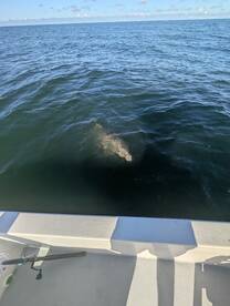 Bay Pines Report Photo 2