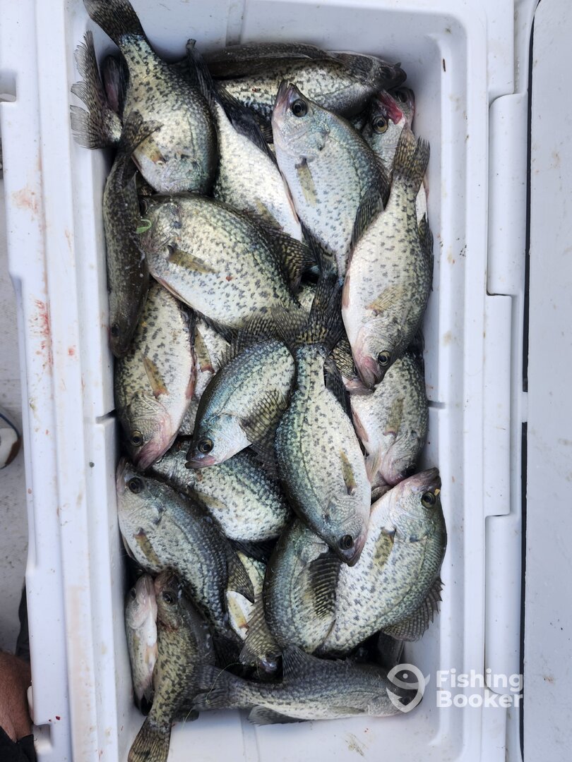 Cooler full of High Rock Crappie