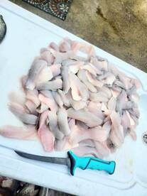 Bunch of tasty crappie fillets