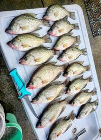15 of the slabs we caught