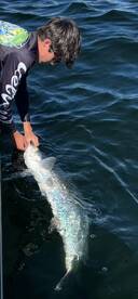 Tarpon are on tight!