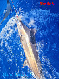 150lb Blue Marlin catch