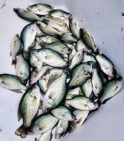 Cooler full of nice crappie