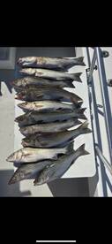 Solomons Report Photo 1