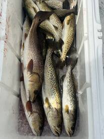 Steinhatchee Report Photo 2