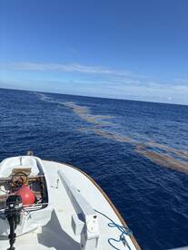 Looking for Mahi