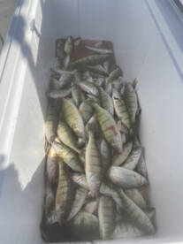 Prech fish is getting good